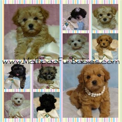 Maltipoo puppies for sale, Chicago